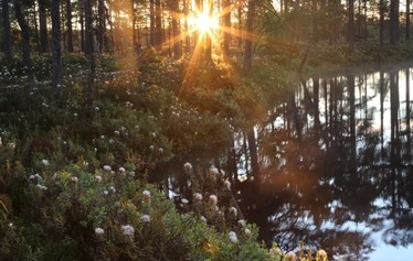 Taikapolku öisellä Kauhaneva - Auringonlasku ja jälkeiset tunnit jättävät suomaisemaan vahvan jäljen. Sää liikuttaa pilviä ja tunnelmaa.