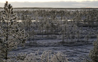 Kauhalammin pitkokset - Kesäkuussa suopursut kukkivat Kauhalammin rannoilla.