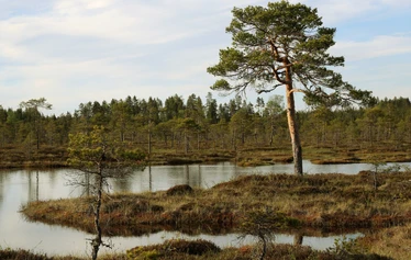 Lauhanvuoren syksyinen kivipelto - Taikapolun Lauhan klassikko tutustuttaa Lauhanvuoren kansallispuiston Kivijataan.