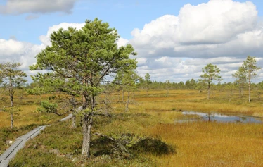 Taikapolku retkilahja - Retki luontoon on hyvä lahja monenlaisteen tilanteeseen.