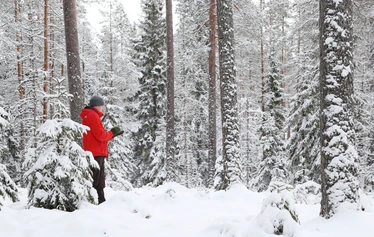 Taikapolku lumikenkäretki Lauhanvuoren rinteillä - Lauhanvuorella talven lumitilanne vaihtelee nopeasti, mutta parhaimmillaan lunta voi olla maisemassa mukava määrä.