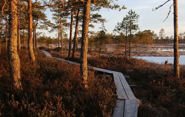 Kauhalammin pitkokset - Kesäkuussa suopursut kukkivat Kauhalammin rannoilla.
