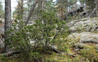 Taikapolku Pyhävuoren seinillä ja kivillä - Kristiinankaupungin Pyhävuoren jylhillä rinteillä on hienoja yksityiskohtia.