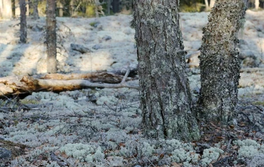 Taikapolku Pyhävuoren seinillä ja kivillä - Kristiinankaupungin Pyhävuoren jylhillä rinteillä on hienoja yksityiskohtia.