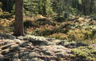 Taikapolku Susiluolan varjoissa - Susiluolaan voi lähteä tutustumaan ympäri vuoden, joko hieman pitemmän tai lyhyemmän kävelyn kautta.