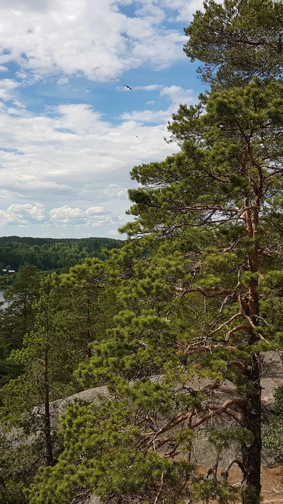 Metsään uppoutumisen menetelmän ohjaajakoulutus