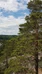 Metsään uppoutumisen menetelmän ohjaajakoulutus