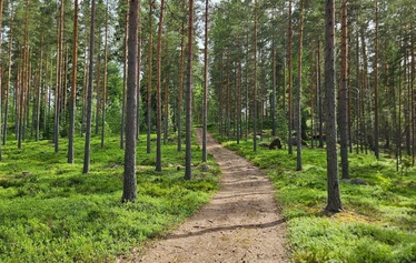 Nuotiohetki järvimaisemassa Mäntyharjulla - Retken kohokohta on kiireetön nuotiohetki järven rannalla. Nuotion äärellä nautitaan makkaraa, nokipannukahvia ja Mäntyharjun luonnon rauhasta.