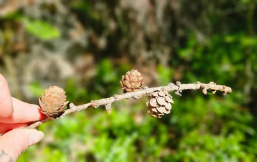 Nuotiohetki järvimaisemassa Mäntyharjulla - Retken kohokohta on kiireetön nuotiohetki järven rannalla. Nuotion äärellä nautitaan makkaraa, nokipannukahvia ja Mäntyharjun luonnon rauhasta.