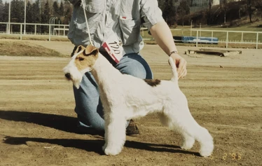 Multi Ch, BIS-winner Toyriver's Circle of Life - S: Ch. Marstens Final Fight
D: Ch. Nutlee Gymkhana