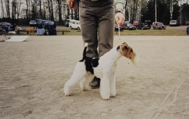 Multi Ch, BIS-winner Toyriver's Circle of Life - S: Ch. Marstens Final Fight
D: Ch. Nutlee Gymkhana
