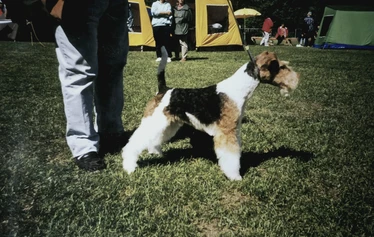 Multi Ch, BIS-winner Toyriver's Circle of Life - S: Ch. Marstens Final Fight
D: Ch. Nutlee Gymkhana