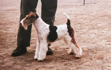 Multi Ch, BIS-winner Toyriver's Circle of Life - S: Ch. Marstens Final Fight
D: Ch. Nutlee Gymkhana