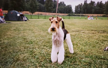 Multi Ch, BIS-winner Toyriver's Circle of Life - S: Ch. Marstens Final Fight
D: Ch. Nutlee Gymkhana