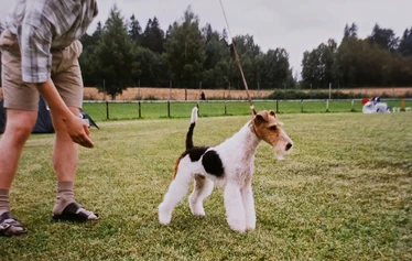 Multi Ch, BIS-winner Toyriver's Circle of Life - S: Ch. Marstens Final Fight
D: Ch. Nutlee Gymkhana