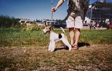 Multi Ch, BIS-winner Toyriver's Circle of Life - S: Ch. Marstens Final Fight
D: Ch. Nutlee Gymkhana
