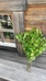 Vellamo´s Herbal Sauna Experience/ Vellamon yrttisauna