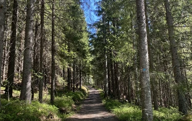 Polku Vaaranaholle - Mervi Lindström