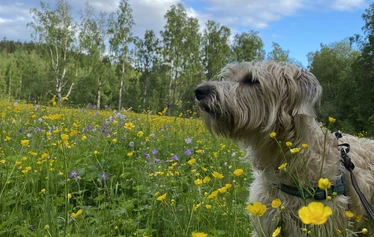 Polku Vaaranaholle - Mervi Lindström