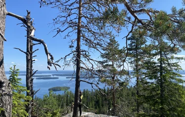 Metsämieli - Maarit Jääskeläinen