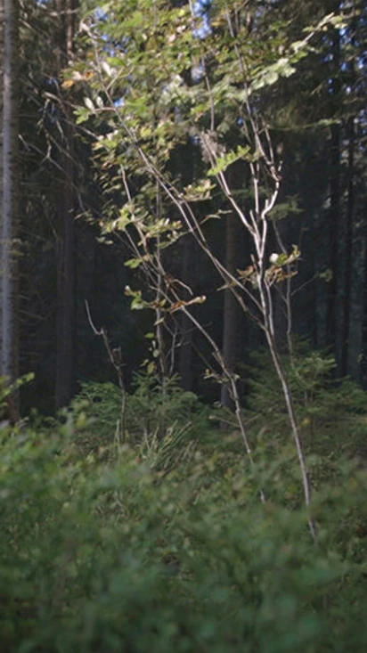 Metsänsointi