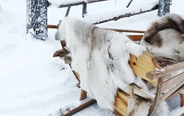 Porojen ruokintakierros