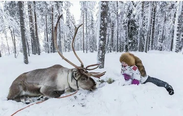 Porojen ruokintakierros