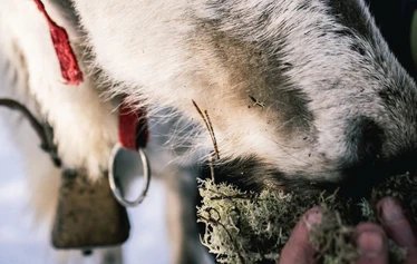 Porojen ruokintakierros