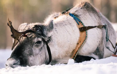 Iloiset asiakkaat rekiajelulla