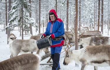 Porojen ruokintakierros