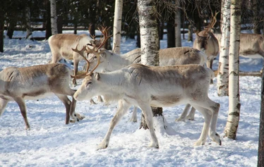 Porojen ruokintakierros