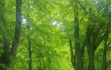 Vallisaaren lehmuskuja