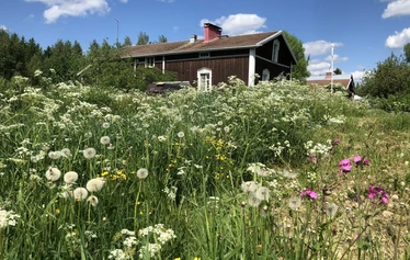 Unelmien häämatkalaiset