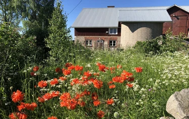 Unelmien häämatkalaiset