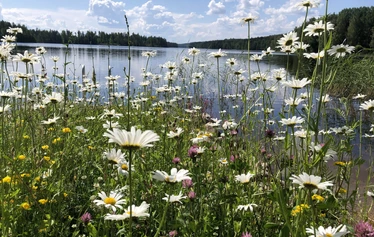 Unelmien häämatkalaiset