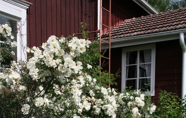 Valkea Kammari - Huoneessa on yksi 130 cm leveä runkopatjasänky ja yksi levitettävä vuodesohva.
