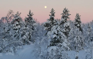 The first snow in Lapland - Snow in Lapland in November