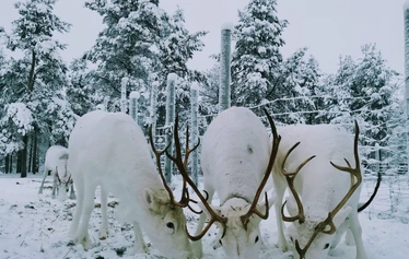 The first snow in Lapland - Snow in Lapland in November