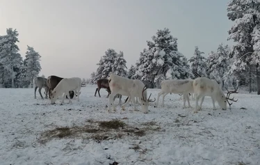 The first snow in Lapland - Snow in Lapland in November