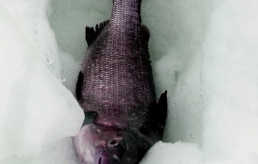 Opas Martti Niskanen. Kuva © Sassen en Verstraaten fotografie
