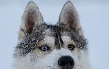 Balade en raquettes avec Guide Martti et Husky Peni