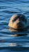 Saimaa ringed seal watching tours