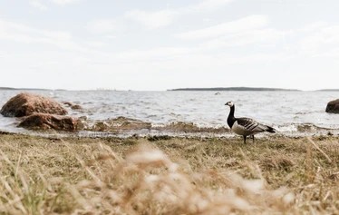 Arktika-päivät vuosittain Virolahdella - Arktika-päivät järjestetään vuosittain Virolahdella.