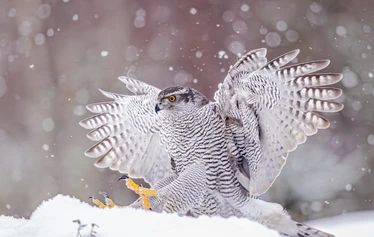 Never say Never - Dimitri Keiski tanssii ja tanssittaa