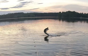 Uisteluretki 2h Heinolan urheilukalastusalueella - Soutukalastusretki kokeneelle- tai kalastuksesta kiinnostunelle kalastajalle, jossa opas soutaa sinut parhaille apajille yksin tai kaverisi kanssa kalastamaan parhailla välineillä ja menetelmillä.

Retkemme sisältää kaikki tarvittavat varusteet, sinun tarvitsee vain pukeutua sään mukaan ja nousta veneeseen. 

Retki ei sovellu liikuntarajoitteiselle, tai alle 5 vuotiaille lapsille.

